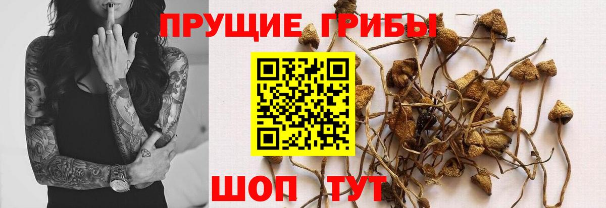 Псилоцибиновые грибы прущие грибы Шадринск